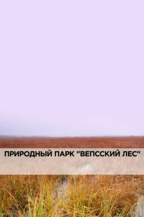 Природный парк «Вепсский лес»