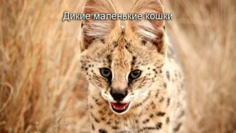 Дикие маленькие кошки