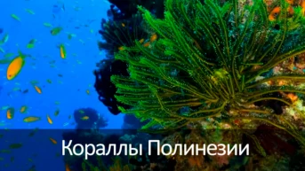 Коралы Полинезии