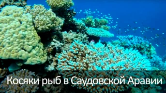 Косяки рыб в Саудовской Аравии