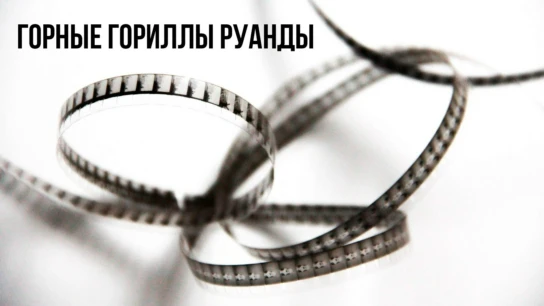 Горные гориллы Руанды