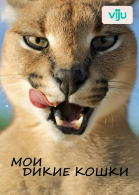 Мои дикие кошки