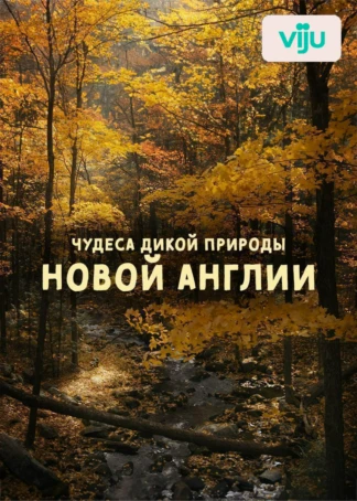 Чудеса дикой природы Новой Англии