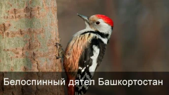 Белоспинный дятел Башкортостан