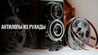 Антилопы из Руанды