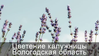 Цветение калужницы Вологодская область