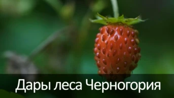 Дары леса Черногория