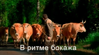 В ритме бокажа