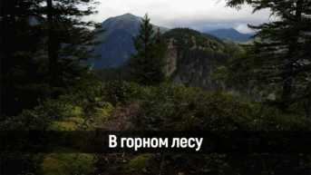 В горном лесу