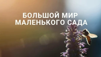 Большой мир маленького сада