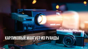 Карликовый мангуст из Руанды