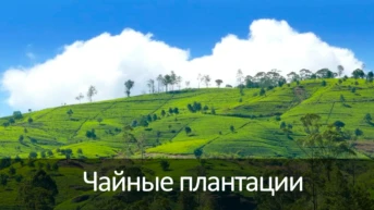 Чайные плантации