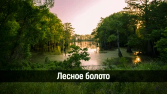 Лесное болото
