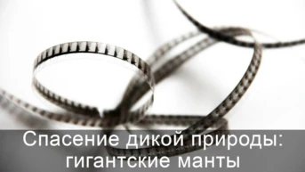 Спасение дикой природы: гигантские манты