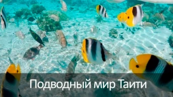 Подводный мир Таити