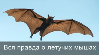 Вся правда о летучих мышах