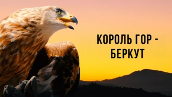 Король гор - беркут