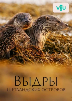 Выдры Шетландских островов