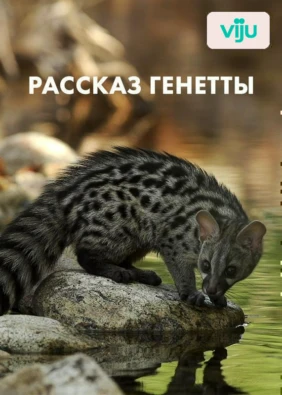 Рассказ генетты