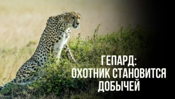 Гепард: охотник становится добычей