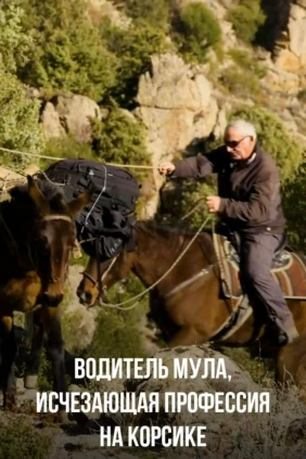 Водитель мула, исчезающая профессия на Корсике
