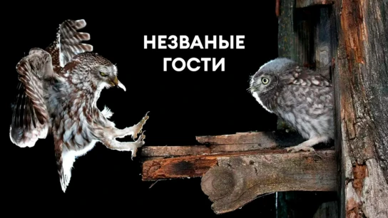 Незваные гости