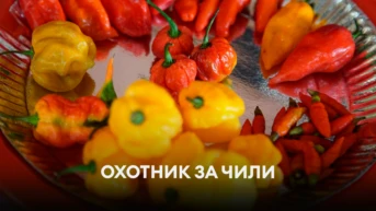 Охотник за чили