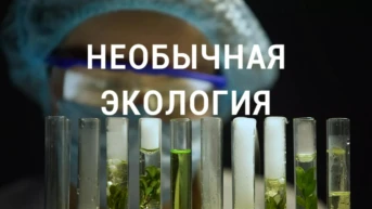 Необычная экология