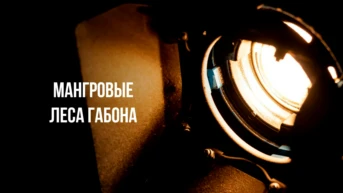 Мангровые леса Габона