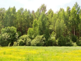 На окраине леса