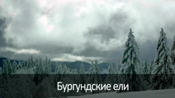 Бургундские ели