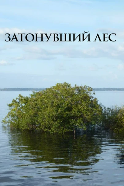 Затонувший лес