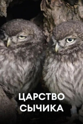 Царство сычика