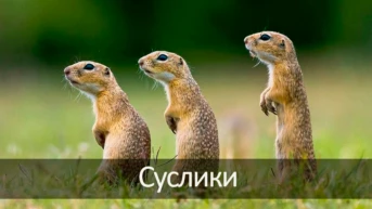 Суслики