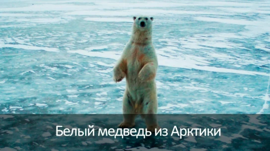 Белый медведь из Арктики