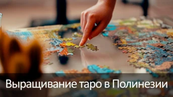 Выращивание таро в Полинезии