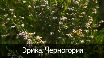 Эрика. Черногория