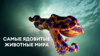 Самые ядовитые животные мира
