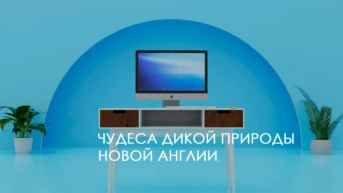 Чудеса дикой природы Новой Англии