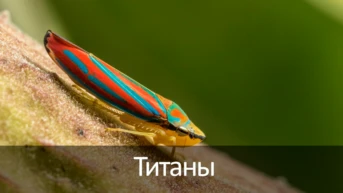 Титаны
