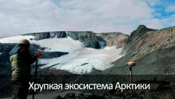 Хрупкая экосистема Арктики