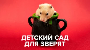Детский сад для зверят