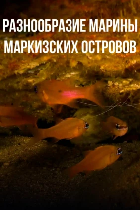 Разнообразие марины Маркизских островов