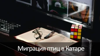 Миграция птиц в Катаре