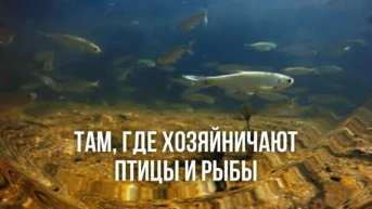 Там, где хозяйничают птицы и рыбы