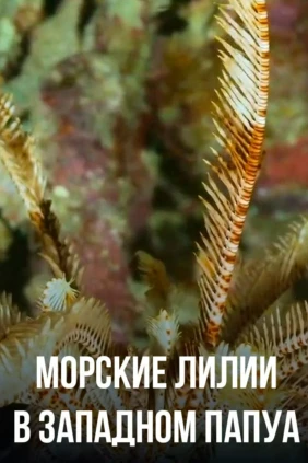 Морские лилии в Западном Папуа