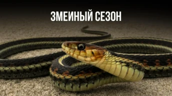 Змеиный сезон
