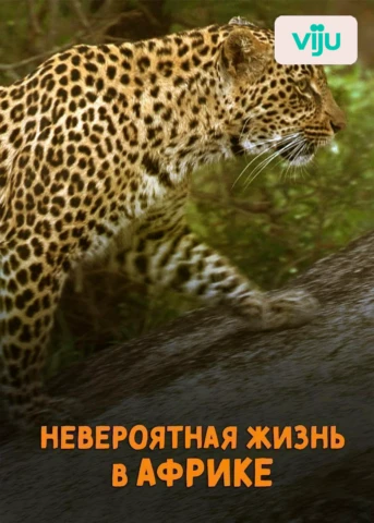 Настоящие хозяева Саванны