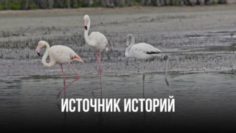 Источник историй