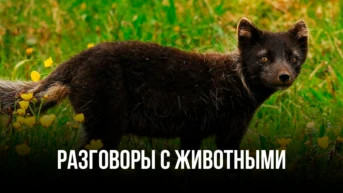 Разговоры с животными